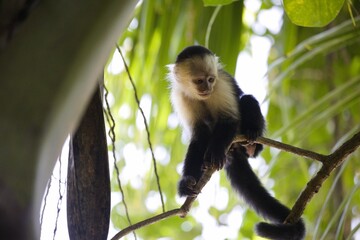 Capuchin monkey perched on a tree branch surrounded by lush foliage.