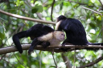 Capuchin monkeys sitting atop a tree branch, surrounded by lush greenery and vibrant foliage