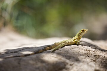 Close-up of a common iguana baby looking aside
