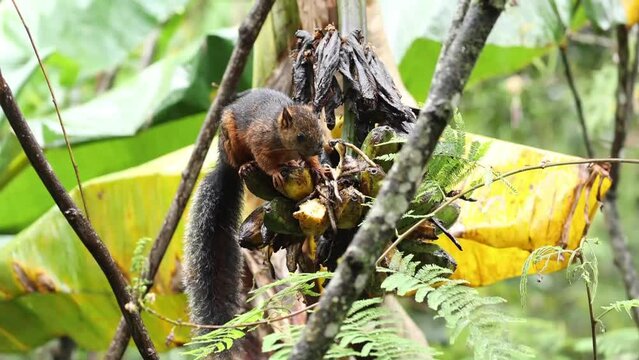 Closeup of Red-tailed squirrel eating banana from tree branch