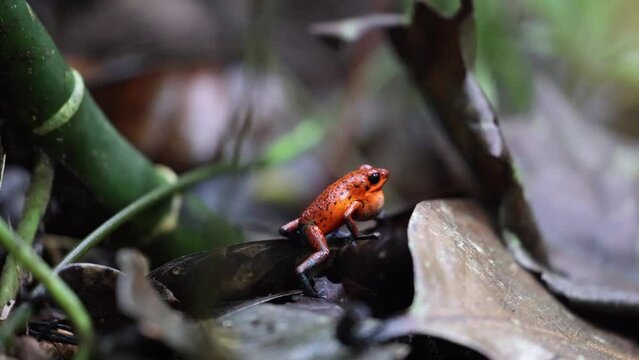 Closeup of Strawberry poison-dart frog on a dry leaf