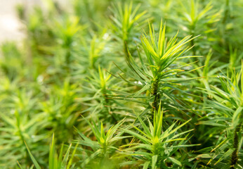 Bright green common haircap moss. Polytrichum commune.