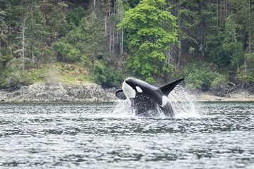 Orca whale jumping out of the water near Cowichan Bay,  on Vancouver Island