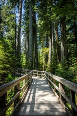 Walking trails winding through Cathedral Grove near Port Alberni on Vancouver Island