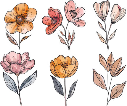 Collection of Watercolor Flowers and Leaves Illustration.
