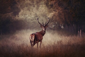 a deer stands alone in a field in the middle of a forest