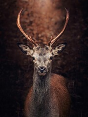 a deer with large horns stands on the side of a road