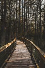 Wooden Bridge in the Forest going over the swamp marsh dark gloomy concept 