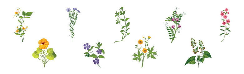 Meadow Fragrant Herb and Herbaceous Flowering Plant Vector Set