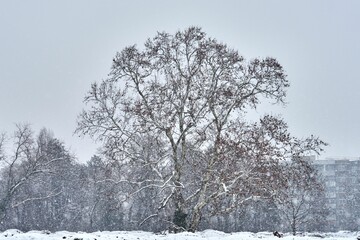 Landscape featured by snow-covered trees