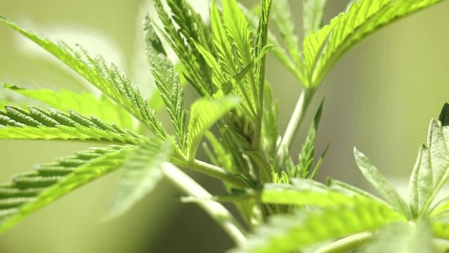 Close-up view of growing hemp with a blurred background