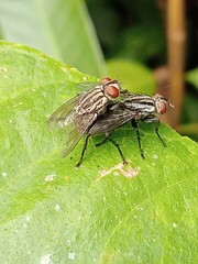 fly on leaf