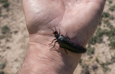 Black beetle with and orange head in hand