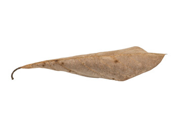 dry leaves on white background