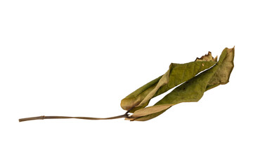 dry leaves on white background