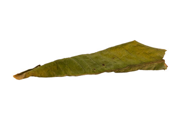 dry leaves on white background