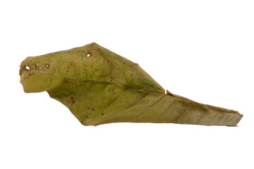 dry leaves on white background