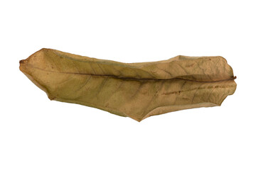 dry leaves on white background