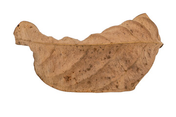 dry leaves on white background