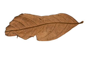 dry leaves on white background