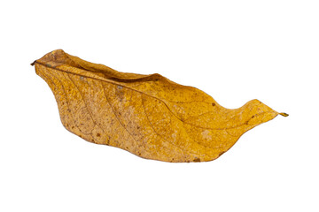 dry leaves on white background