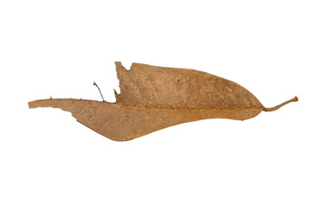 dry leaves on white background