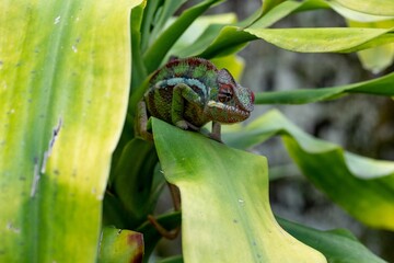 Close-up of a chameleon perched atop a leaf of a tropical plant in the Peyrieras Reserve, Madagascar