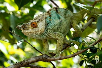 Close-up of a chameleon perched atop a tree of a tropical plant in the Peyrieras Reserve, Madagascar