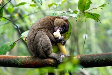 Golden bamboo lemur eating bamboo. Ranomafana National Park, Madagascar. © Wirestock