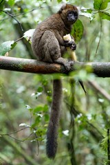 Golden bamboo lemur eating bamboo. Ranomafana National Park, Madagascar.
