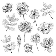 set of hand drawn roses