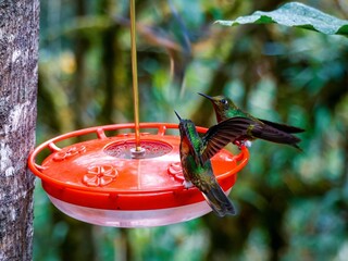 Obraz premium Closeup of two hummingbirds perched on a bird feeder in a green garden