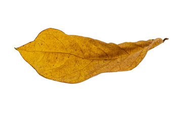 dry leaves on white background