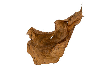 dry leaves on white background