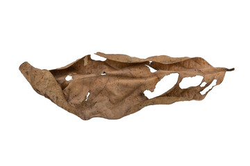 dry leaves on white background