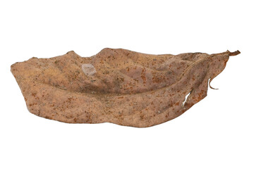 dry leaves on white background