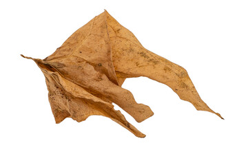 dry leaves on white background