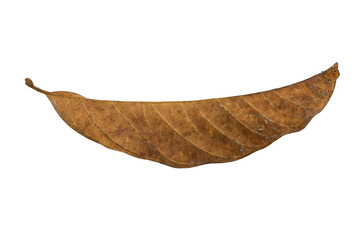 dry leaves on white background