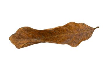 dry leaves on white background