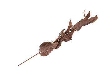 dry leaves on white background