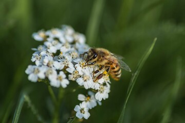 Close-up image of a bee perched atop a white flower in a lush green grassy field