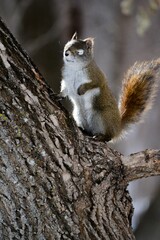 Small squirrel perched atop a tree branch, its ayes closed