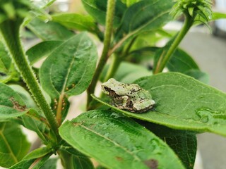 a small frog on top of a leaf with water drops