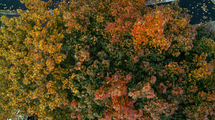 Aerial view of colorful Autumn Leaves on top of a Maple Tree