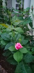 Fototapeta na wymiar pink rose in the garden 