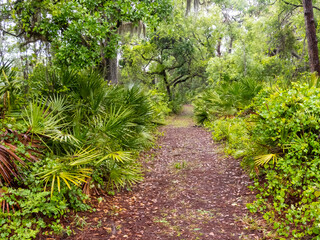 Walking trail though lush green tropical landscape in Oscar Scherer State Park  in Osprey Floirida USA