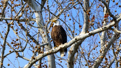 Southern Bald Eagle perched on a branch of a tree