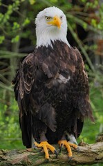 Vertical closeup of a bald eagle perched on a tree