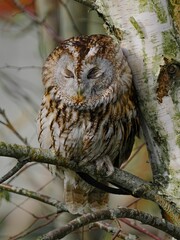 Vertical of an owl perched on a barren tree branch