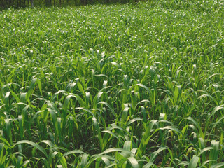 Fototapeta premium Agriculture industry concept, Selective focus of green young corn trees in the field with green leaves, Fully grown maize plants in plantation on countryside.